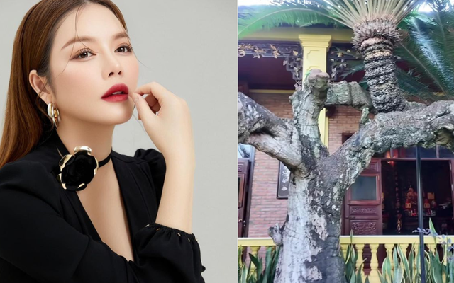 Loài cây độc nhất Việt Nam, siêu giá trị trong biệt phủ trăm tỷ, rộng 10.000 mét vuông của Lý Nhã Kỳ