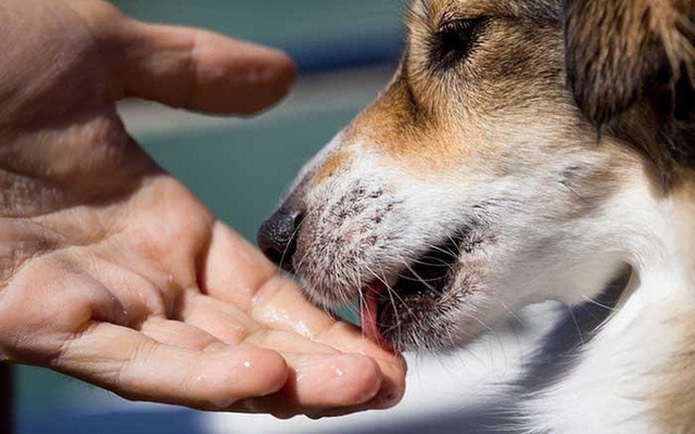 Đồng Nai: Người đàn ông tử vong sau 1 tháng bị chó nhà liếm vào vết thương, bác sĩ cảnh báo, kể cả chó, mèo đã tiêm phòng cũng không thể chủ quan!