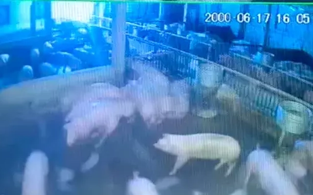Đàn lợn sắp xuất chuồng bị điện giật chết, chủ trang trại thiệt hại hàng trăm triệu đồng