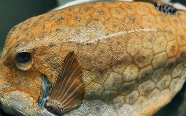 6 loại hải sản Đắk Lắk nổi tiếng hút hồn du khách