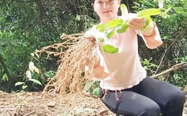 Việt Nam có “vàng xanh” mọc đầy đồng, ở nước ngoài “gây sốt”, hái bán là ra tiền