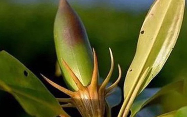 Loài cây kỳ lạ bậc nhất thế giới, có thể "sinh con" như động vật, Việt Nam cũng có