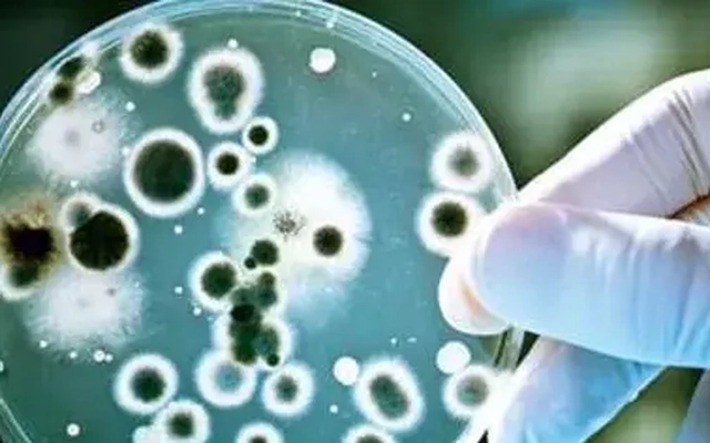 Nhiễm loại vi khuẩn kháng thuốc 'khét tiếng', nữ sinh béo phì suýt tử vong