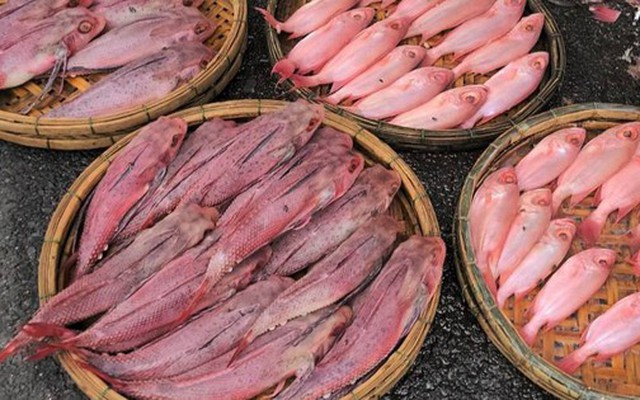 Cá "nhuộm phẩm" ở Đà Nẵng là do được rửa bằng nước ngọt có màu?