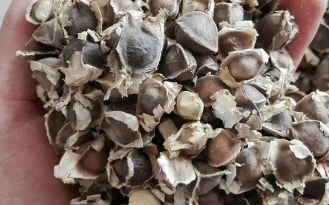 Cây mọc đầy ở Việt Nam không ngờ là "báu vật" ở nước ngoài, nhặt hạt đem bán cũng kiếm bộn tiền