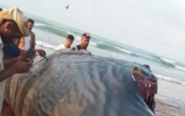 Mổ bụng cá, ngư dân sốc nặng khi tìm thấy thứ trị giá 39 tỷ đồng