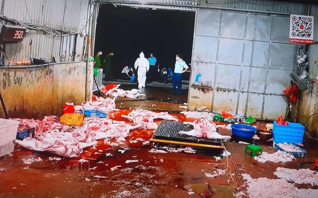 Triệt phá đường dây giết mổ, buôn bán hàng tấn thịt lợn bệnh: Hoạt động rất tinh vi