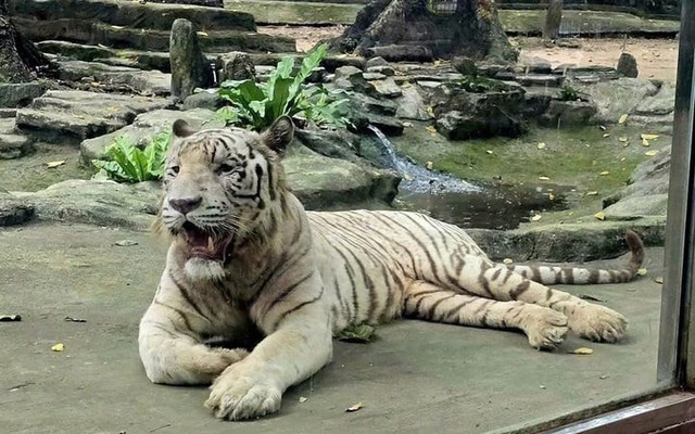 Hổ trắng 'Ngộ Không' ở Thảo Cầm Viên Sài Gòn đã chết