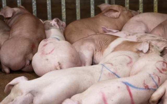 Phá đường dây giết mổ lợn bệnh rồi bán khắp các chợ, nhà hàng Hà Nội