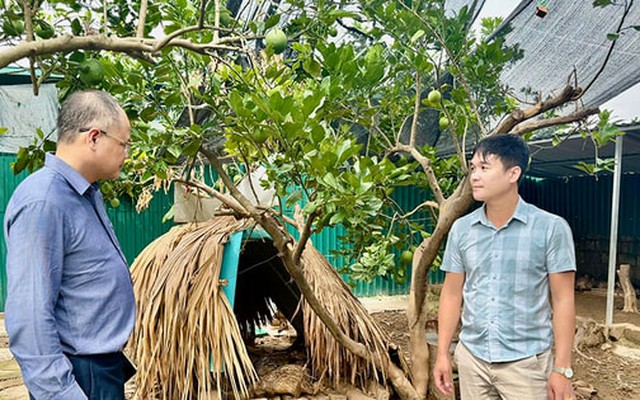 Nuôi con đặc sản mở hướng chăn nuôi xanh ở Phượng Dực