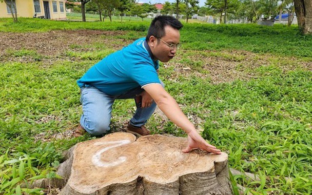 Tạm dừng bổ nhiệm nguyên chủ tịch xã vì chặt cây xanh ở khuôn viên trụ sở đem bán