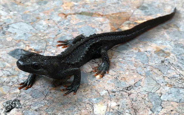 Ở độ cao hơn 1.000m, “kho báu sống” của Việt Nam đứng trước nguy cơ biến mất