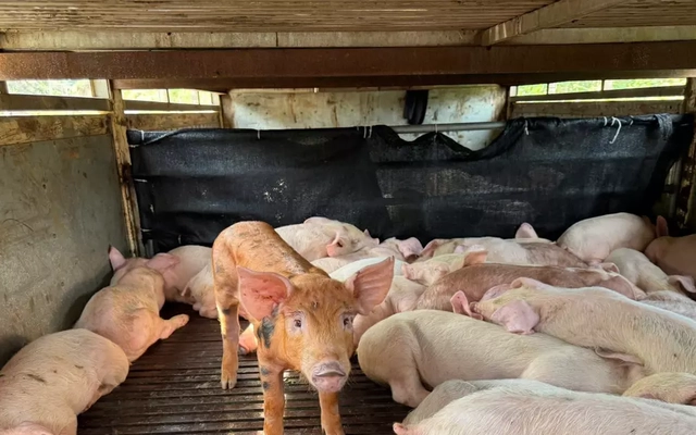 97 con lợn 'lạ' sùi bọt mép, co giật trên đường vào Đắk Lắk