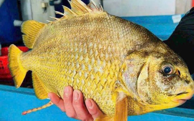 Loài cá dai thịt, không tanh mà lại ít béo, toàn sống ở vùng nước sạch: Từng có giá 2 triệu đồng/kg mà vẫn tranh nhau mua