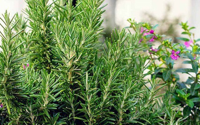 1 loại cây nhỏ bằng bàn tay nhưng sức mạnh như "máy hút vàng", lá tỏa mùi thơm, xua côn trùng, gọi may mắn về nhà