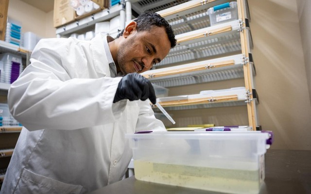 Vũ khí chống côn trùng xâm lấn