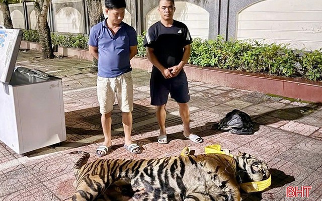 Phát hiện xác hổ 200kg trong khoang bí mật, bắt tạm giam phụ xe và 2 người khác