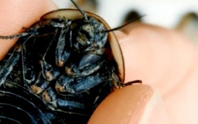 Một loài gián đang là “mỏ vàng”, ở Việt Nam giá tiền triệu/kg