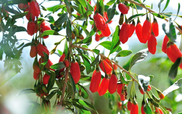 Việt Nam có loại quả được báo Anh ví như "kim cương đỏ": Bổ gan thận, cực tốt cho phái mạnh