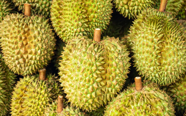 Đối thủ của Việt Nam, Thái Lan liên tục ra mắt giống sầu riêng mới: Đã có hơn 200 giống được đăng ký, hướng đến xuất khẩu sang Ấn Độ, Úc, châu Âu