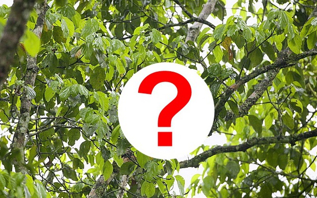 Loài chưa từng xuất hiện ngoài Việt Nam: Một cuộc phục hồi kỳ diệu đã diễn ra, hiện chỉ còn 200 cá thể