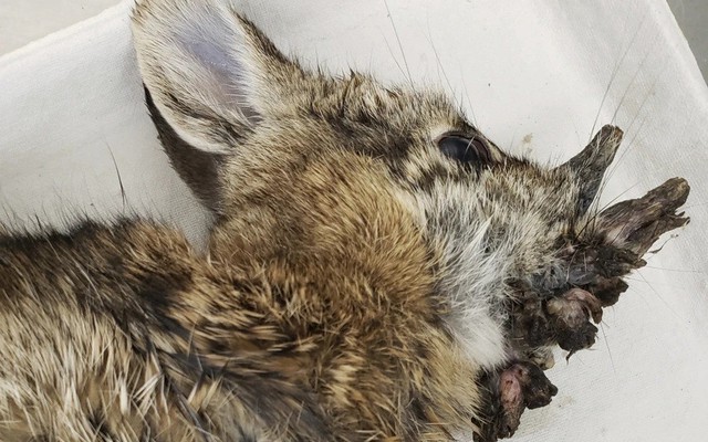 Bí ẩn loài thỏ mọc ‘sừng’ khiến nhiều người rùng mình