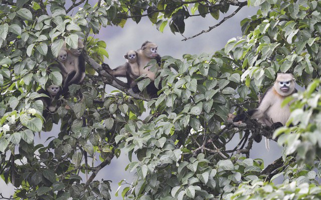 5 loài động vật tưởng đã tuyệt chủng bất ngờ xuất hiện trở lại ở Việt Nam: Có loài đã biến mất 11 triệu năm