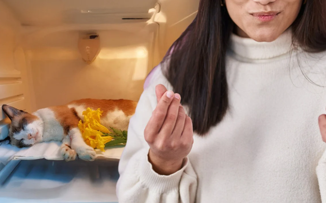 Chủ sở hữu thú cưng chi hơn 11 triệu đồng cho nhà ngoại cảm để giao tiếp với “pet” đã chết gây tranh cãi!