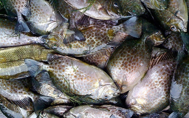 Loại cá được mệnh danh là "cá thuốc Bắc" vì bổ máu, rẻ hơn cá thu, ít tanh, cực phổ biến ở Quảng Ninh