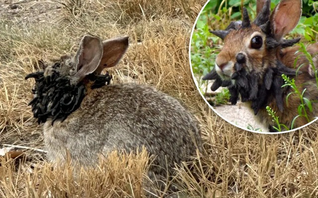 Sinh vật mọc 'sừng' kỳ dị liên tục xuất hiện giữa nước Mỹ: Cư dân lo sợ khiến giới khoa học vào cuộc