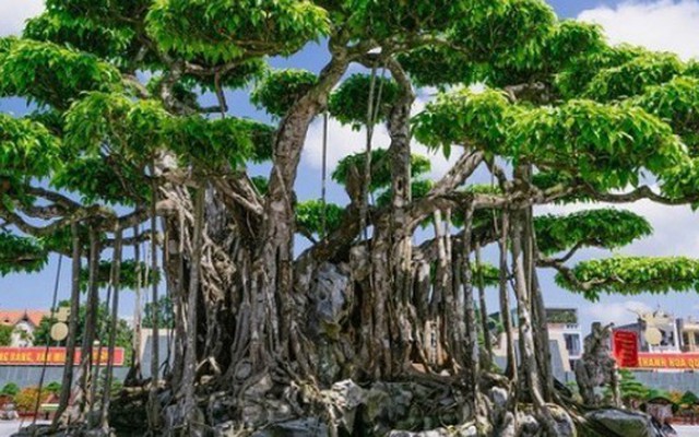 Cây “nhà quê” lên đời thành báu vật giá trăm tỷ