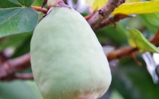 Cây mọc dại khắp Việt Nam, ở nước ngoài gần nửa triệu/kg