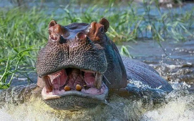 Vì sao sư tử ít săn hà mã mà lại 'thích' ăn thịt trâu rừng châu Phi?