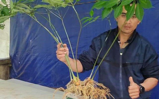 Những loại sâm quý của Việt Nam: Từ vài trăm nghìn đến hàng tỷ đồng/củ