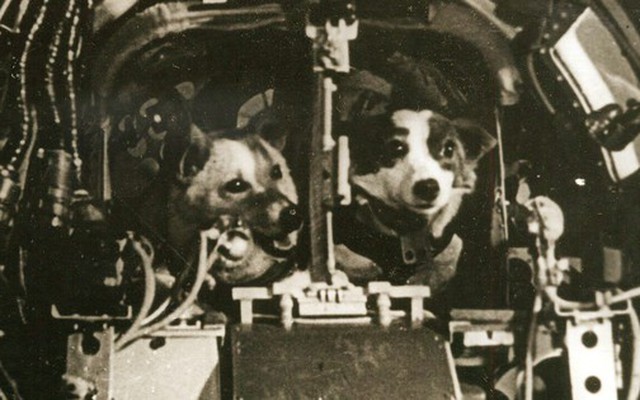 Ngày này năm xưa: Chuyến bay lịch sử của Sputnik 5 và hai chú chó sống sót sau khi trở về từ vũ trụ