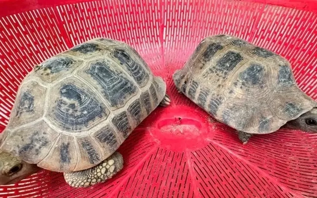 Hai cá thể rùa núi vàng đi lạc vào vườn nhà dân