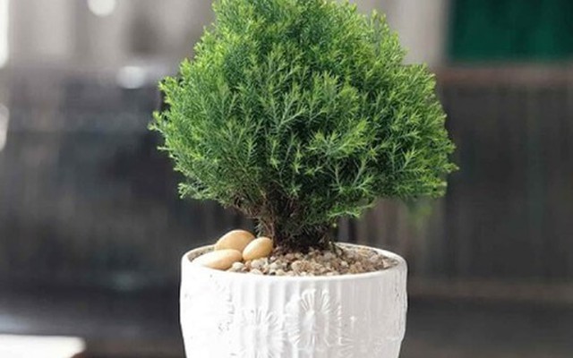 Trong nhà đặt 5 loại cây cảnh này, may mắn tăng nhanh, tài lộc vào như nước