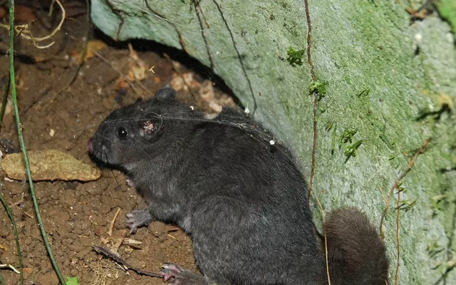 Quảng Trị: Ghi nhận hình ảnh sống loài chuột từng được cho là tuyệt chủng 11 triệu năm trước
