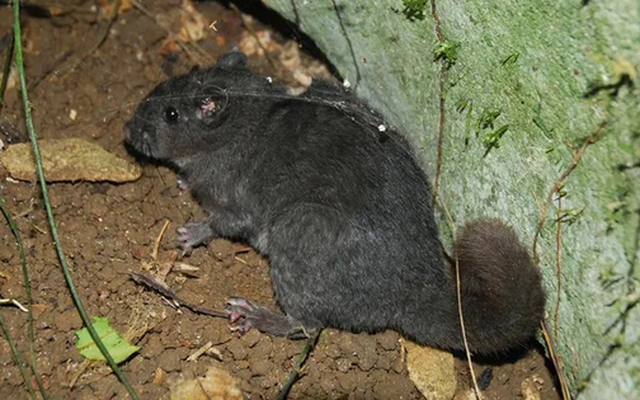 Loài chuột "tuyệt chủng 11 triệu năm" bất ngờ xuất hiện ở Phong Nha - Kẻ Bàng
