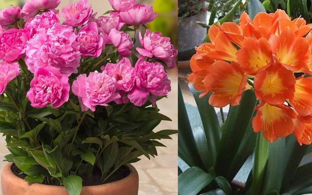 Ít ai biết 5 cây này có thể "cải vận", chỉ cần trồng một chậu dù đang xui đến đâu cũng gặp may