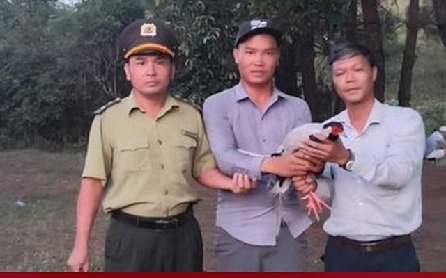 Gà lôi trắng quý hiếm bay vào quán nước ở Huế