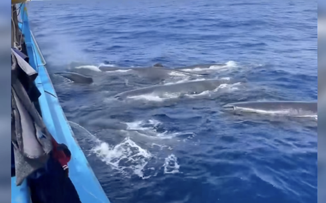 CLIP: Đàn cá khổng lồ phun nước, vây quanh tàu cá ngư dân Khánh Hòa