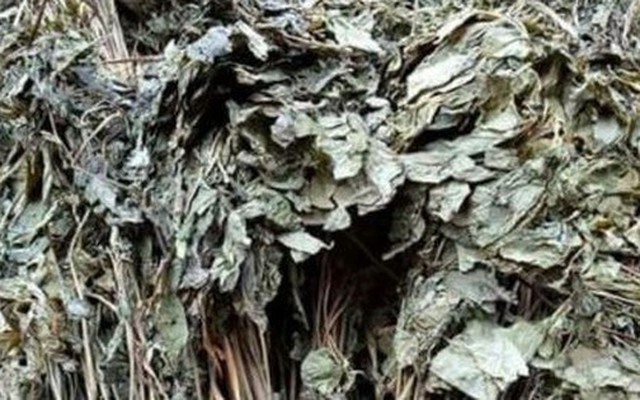 Loại lá đắt đỏ bậc nhất thế giới, 150 triệu đồng/kg, chỉ duy nhất Việt Nam sở hữu