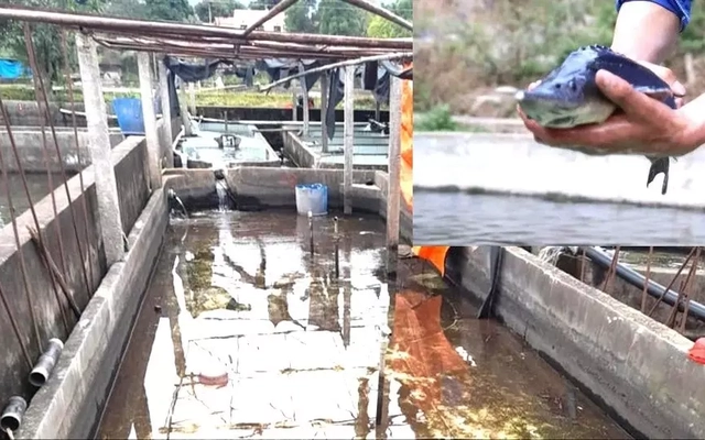 Cá tầm Trung Quốc ồ ạt vào Việt Nam, người nuôi trong nước lao đao