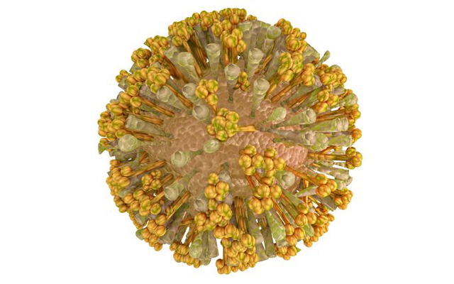 Infographic: Các triệu chứng của bệnh chikungunya