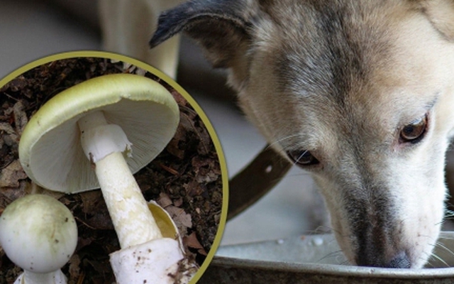 Cho chó thử độc rồi yên tâm ăn nấm dại, cả gia đình bị ngộ độc