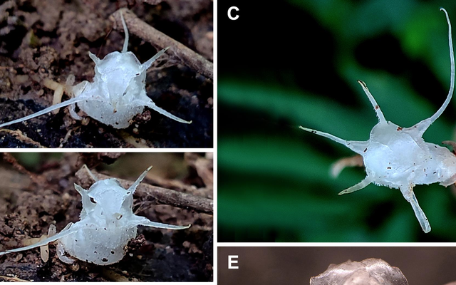 Việt Nam phát hiện loài thực vật “quái lạ”, không có diệp lục, màu trong suốt