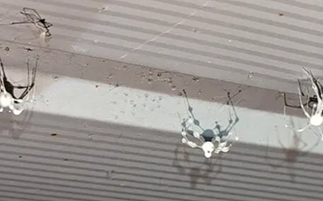 Loài nấm bí ẩn biến nhện thành “xác sống”, thao túng hành vi như phim kinh dị