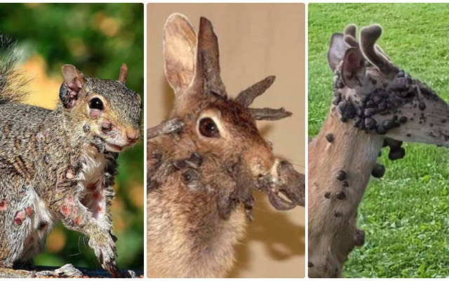 3 loài vật mọc 'sừng' kỳ dị liên tục xuất hiện giữa nước Mỹ: Cư dân lo sợ, giới khoa học vào cuộc giải mã