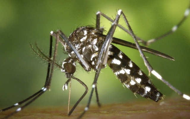 Bộ Y tế bác thông tin Việt Nam xuất hiện ca bệnh Chikungunya